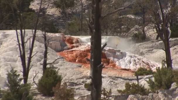 Sources thermales Mammouth dans le parc national Yellowstone — Video