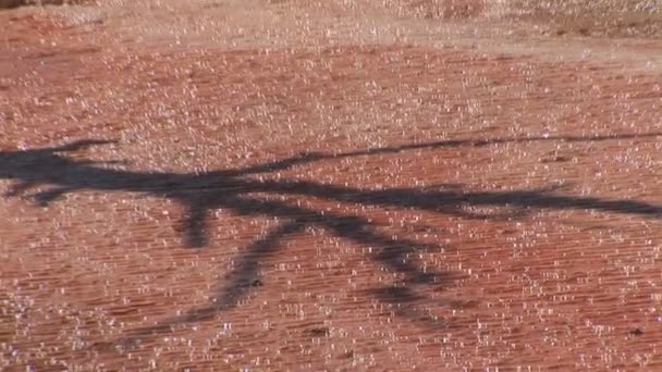 Горячие источники Мамонт в Йеллоустонском национальном парке — стоковое видео