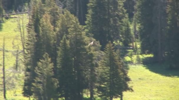 Madre parda com filhotes no Parque Nacional de Yellowstone — Vídeo de Stock