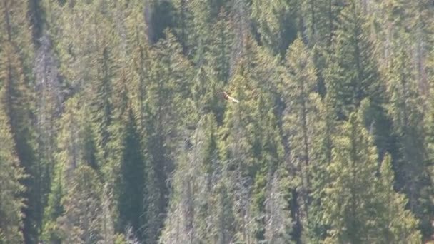 Madre parda com filhotes no Parque Nacional de Yellowstone — Vídeo de Stock