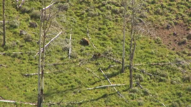 Mother grizzly with cubs in Yellowstone National Park — Stock Video