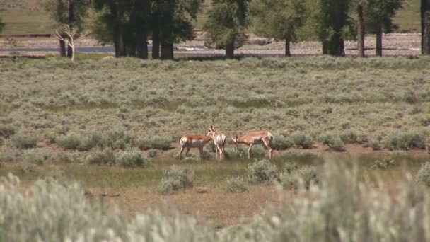 Ψαρός μητέρα με cubs στο εθνικό πάρκο yellowstone — Αρχείο Βίντεο