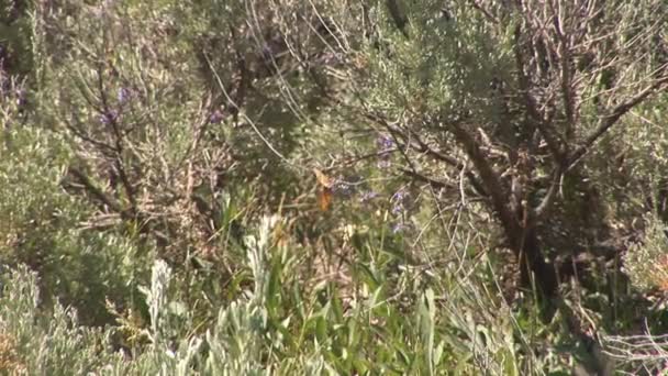 Moeder grizzly met cubs in het nationaal park yellowstone — Stockvideo