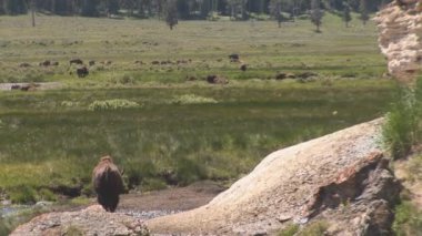 anne boz ayı yavrularını yellowstone Milli Parkı ile