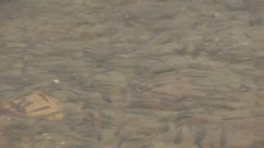 küçük balık gölde yüzmeye yakın çekim