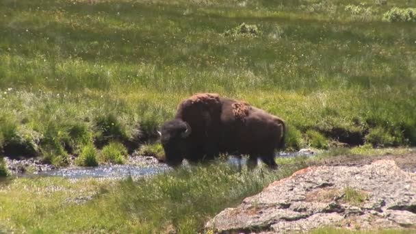 Grizzlymutter mit Jungen im Yellowstone Nationalpark — Stockvideo