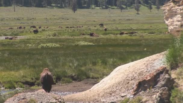 Madre parda com filhotes no Parque Nacional de Yellowstone — Vídeo de Stock