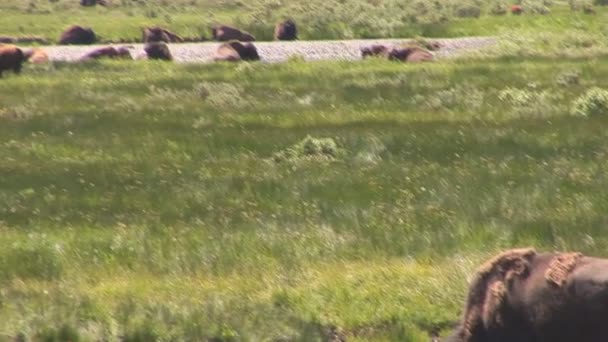 Matka grizzly z szczeniaki w parku narodowym yellowstone — Wideo stockowe