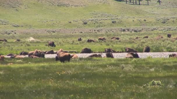 Ψαρός μητέρα με cubs στο εθνικό πάρκο yellowstone — Αρχείο Βίντεο