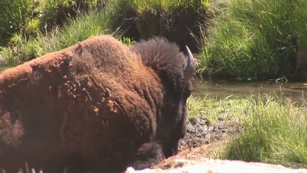 Mère grizzly avec des oursons dans le parc national Yellowstone — Video