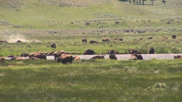 Mère grizzly avec des oursons dans le parc national Yellowstone 