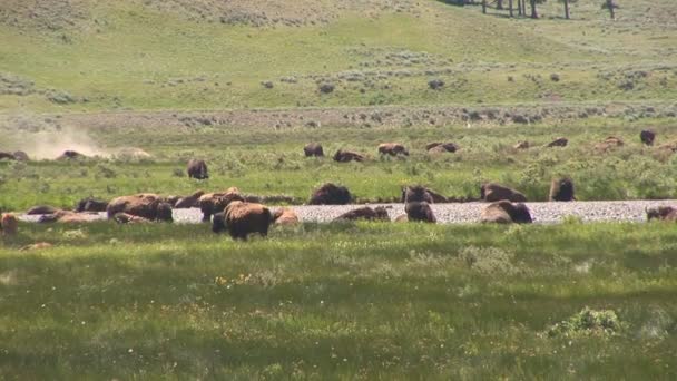 Mother grizzly with cubs in Yellowstone National Park — Stock Video