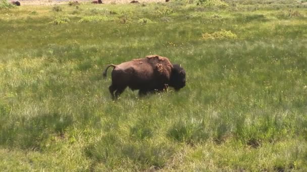 Mère grizzly avec des oursons dans le parc national Yellowstone 