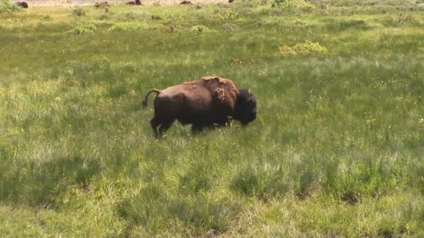 Mother grizzly with cubs in Yellowstone National Park — Stock Video