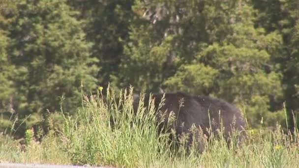 Grizzlymutter mit Jungen im Yellowstone Nationalpark — Stockvideo