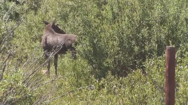 Moeder grizzly met cubs in het nationaal park yellowstone — Stockvideo