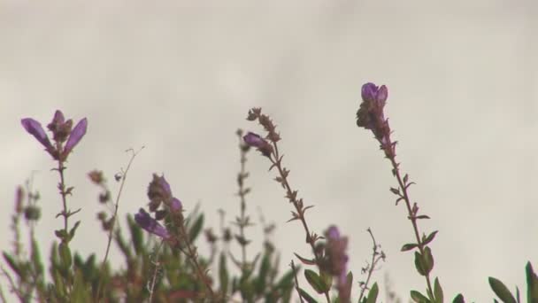 Весенние цветы с брызгами воды позади — стоковое видео