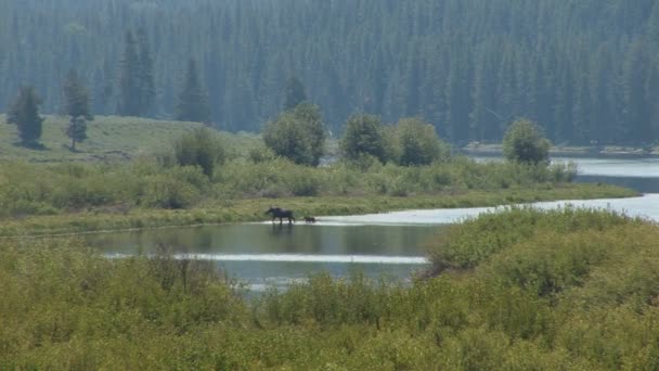 Jávorszarvas en kölyök a Grand Teton Nemzeti Park — Stock videók