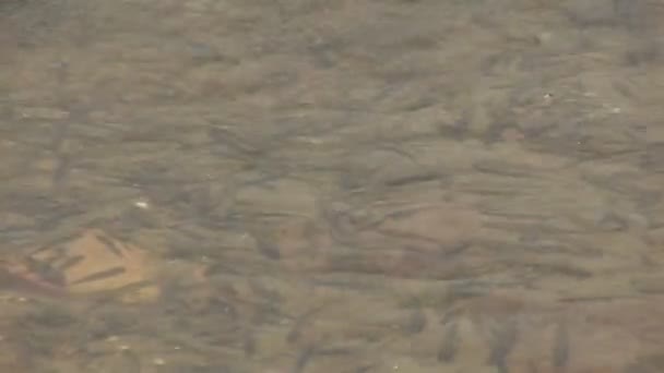 Gros plan de minuscules poissons nageant dans l'étang 