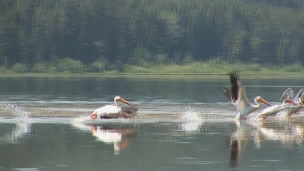 Um bando de pelicanos — Vídeo de Stock