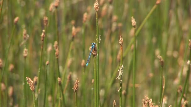 Красочные стрекозы в высокой траве — стоковое видео
