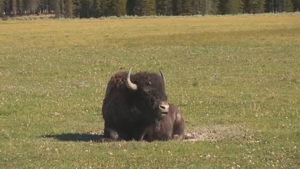 Libellule colorée dans l'herbe haute — Video