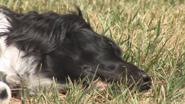 Dog -breed: Large Munsterlander- in the yard. — Stock Video