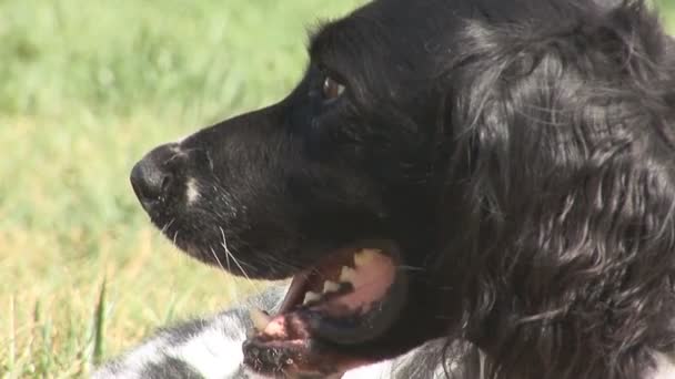 Alert dog in backyard. Breed is a Large Munsterlander — Stock Video