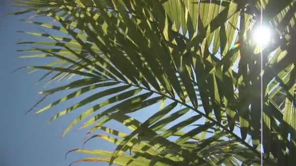 Hojas de palmera — Vídeo de stock