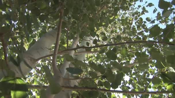 Tree - low angle & pan — Stock Video