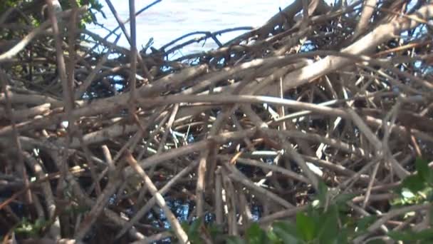 Zeilboot - tilt omhoog van mangrove wortels — Stockvideo