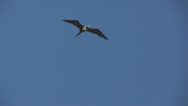 Tracking a frigate bird — Stock Video