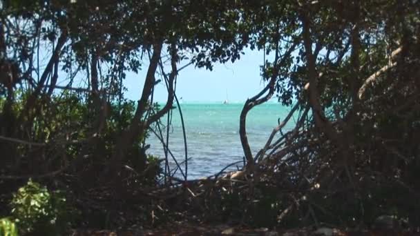 Barca a vela e alberi di mangrovie. Girato su Bonaire, Antille olandesi . — Video Stock