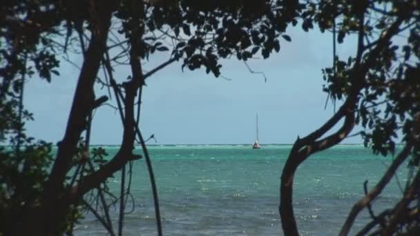 Segelbåt och mangrove träd. skott på bonaire, Nederländska Antillerna. — Stockvideo