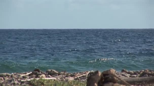 Gammal ruin på grov shore — Stockvideo