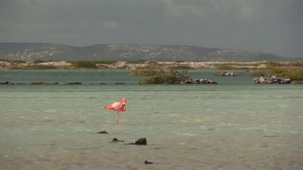 Flamingo su Bonaire, Antille Olandesi . — Video Stock