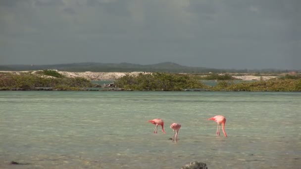 Flamingo's on Bonaire, Netherlands Antilles. — Stock Video