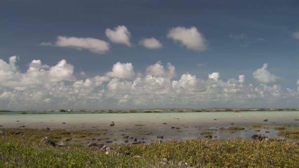 Plameňák na bonaire, Nizozemské Antily. — Stock video