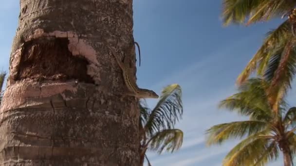 Playa tropical - lagarto en palmera — Vídeo de stock