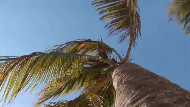 Tropisk strand - palm tree — Stockvideo