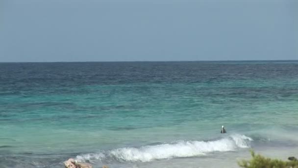 Pelican hunting for food on Bonaire, Antillas Holandesas — Vídeo de stock