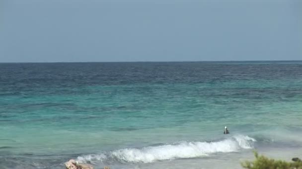 Pelikán lov pro potraviny na bonaire, Nizozemské Antily — Stock video