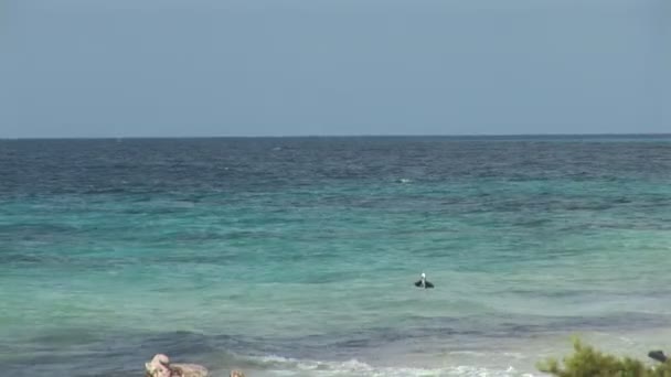 Pelican hunting for food on Bonaire, Netherlands Antilles — Stock Video