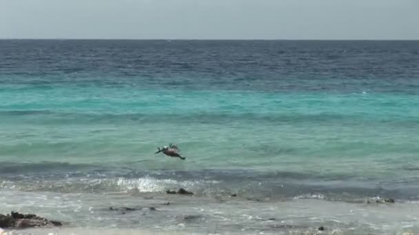 Охота на пеликанов на острове Бонайре в Нидерландах — стоковое видео