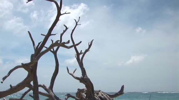 Antigua rama de árbol de madera a la deriva en una playa en Bonaire, Antillas Holandesas — Vídeos de Stock