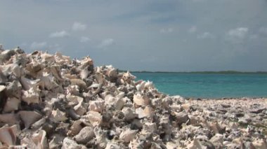 kabuklu deniz kabukları Bonaire, Hollanda Antilleri
