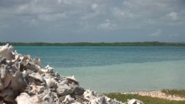 kabuklu deniz kabukları Bonaire, Hollanda Antilleri