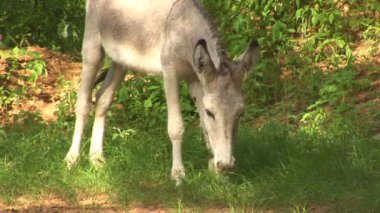 Eşeğin Bonaire, Hollanda Antilleri