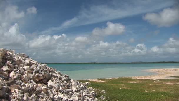 Kabuklu deniz kabukları Bonaire, Hollanda Antilleri — Stok video