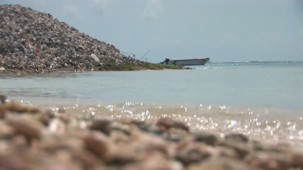 Conch sea shells on Bonaire, Netherlands Antilles — Stock Video